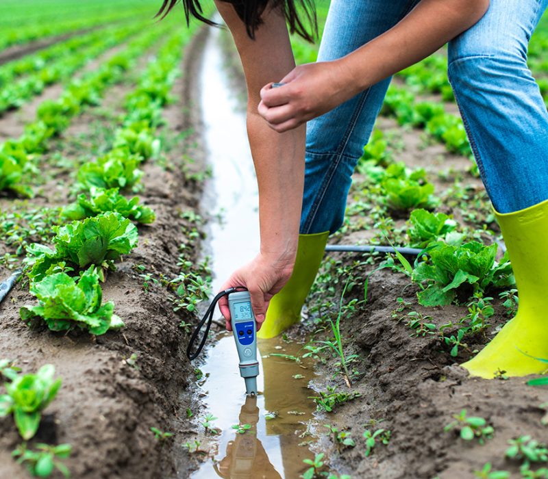 Woman mesures irrigation water with digital PH meter in watering canal. Lettuce plants.